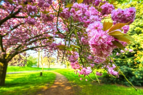 Spring
